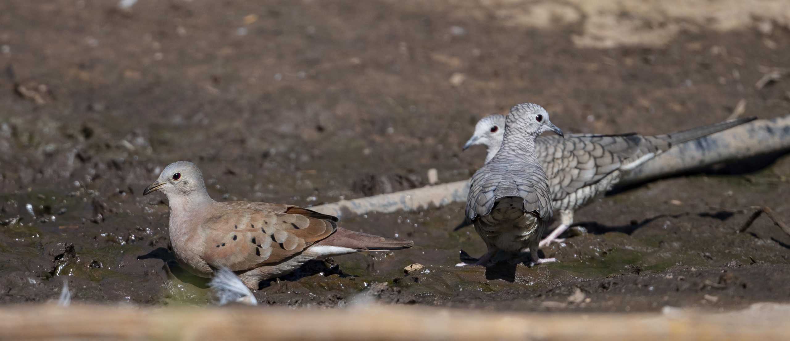End Of The World Birding Ruddy Ground Dove Southeast Arizona Birding
